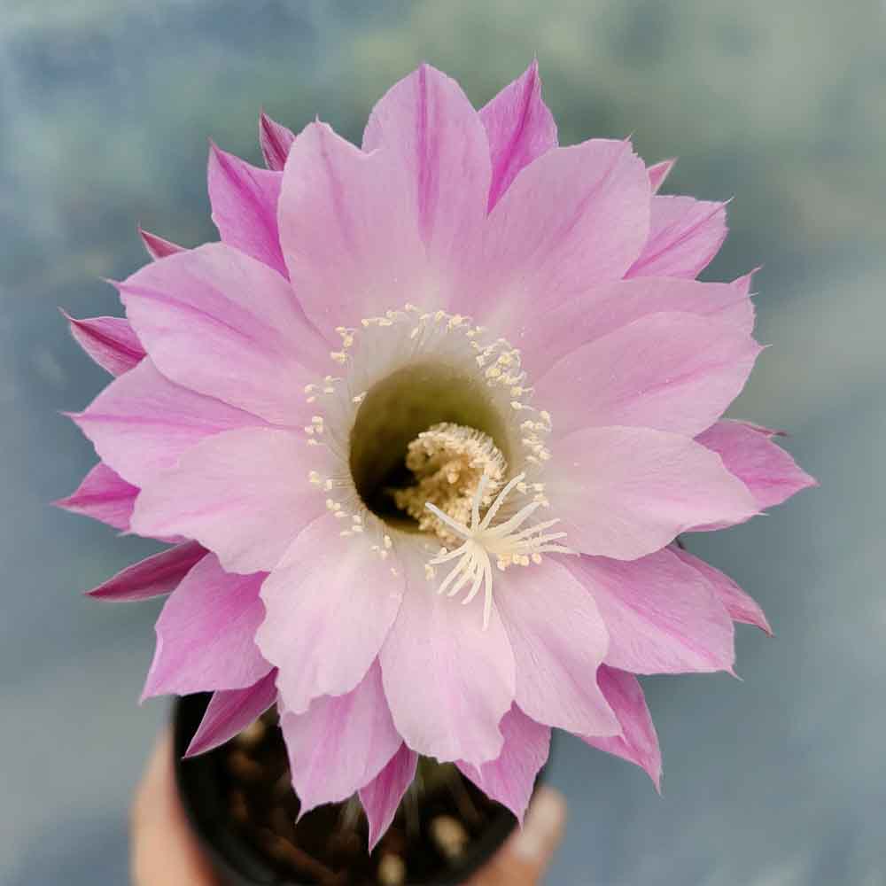 echinopsis hib rosa fiore