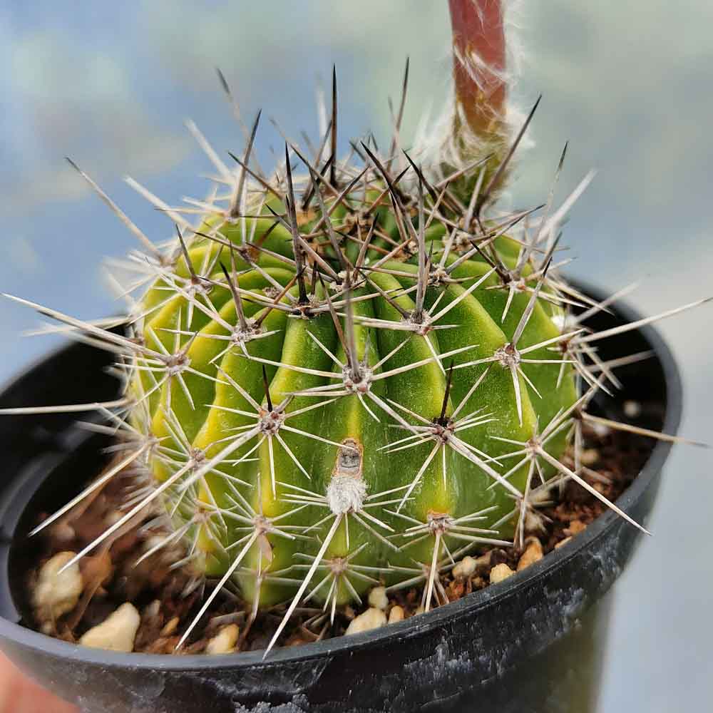 echinopsis hib rosa
