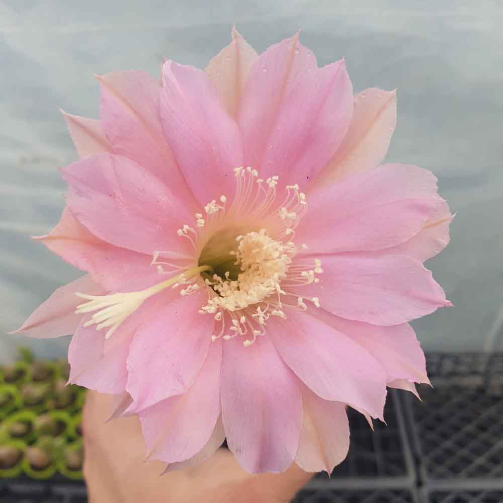 echinopsis rosa anticato fiore