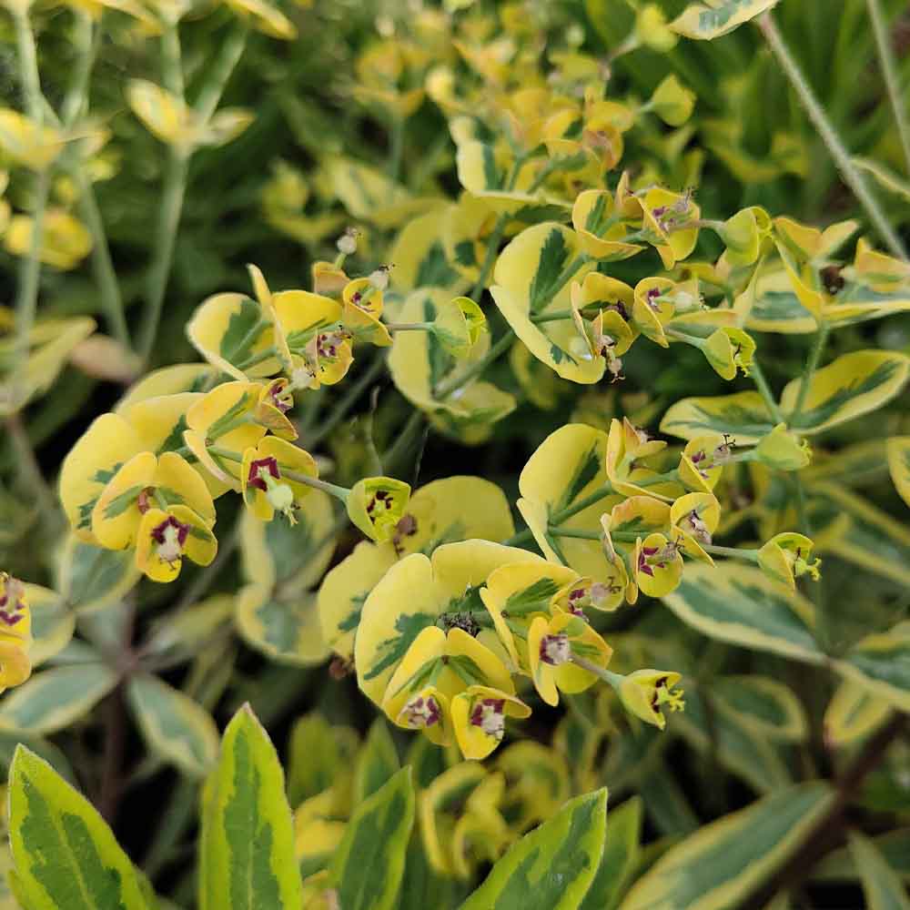 euphorbia martini ascott fiore