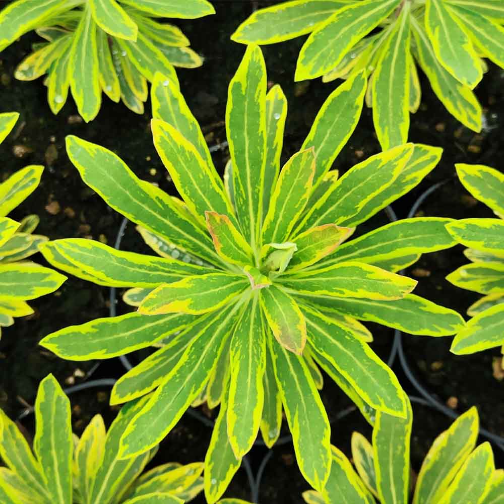 euphorbia martini ascott pianta perenne