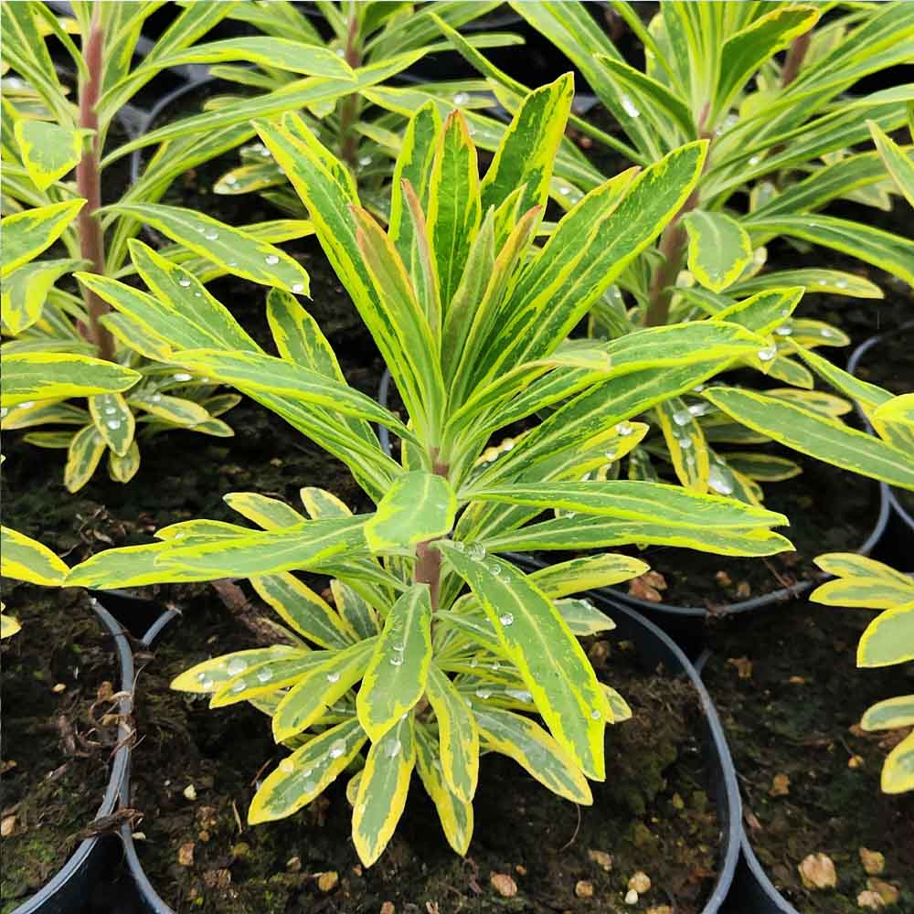euphorbia martini ascott