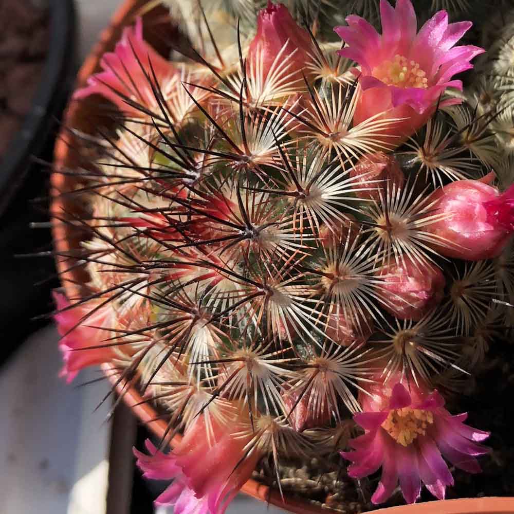 mammillaria microhelia fiori