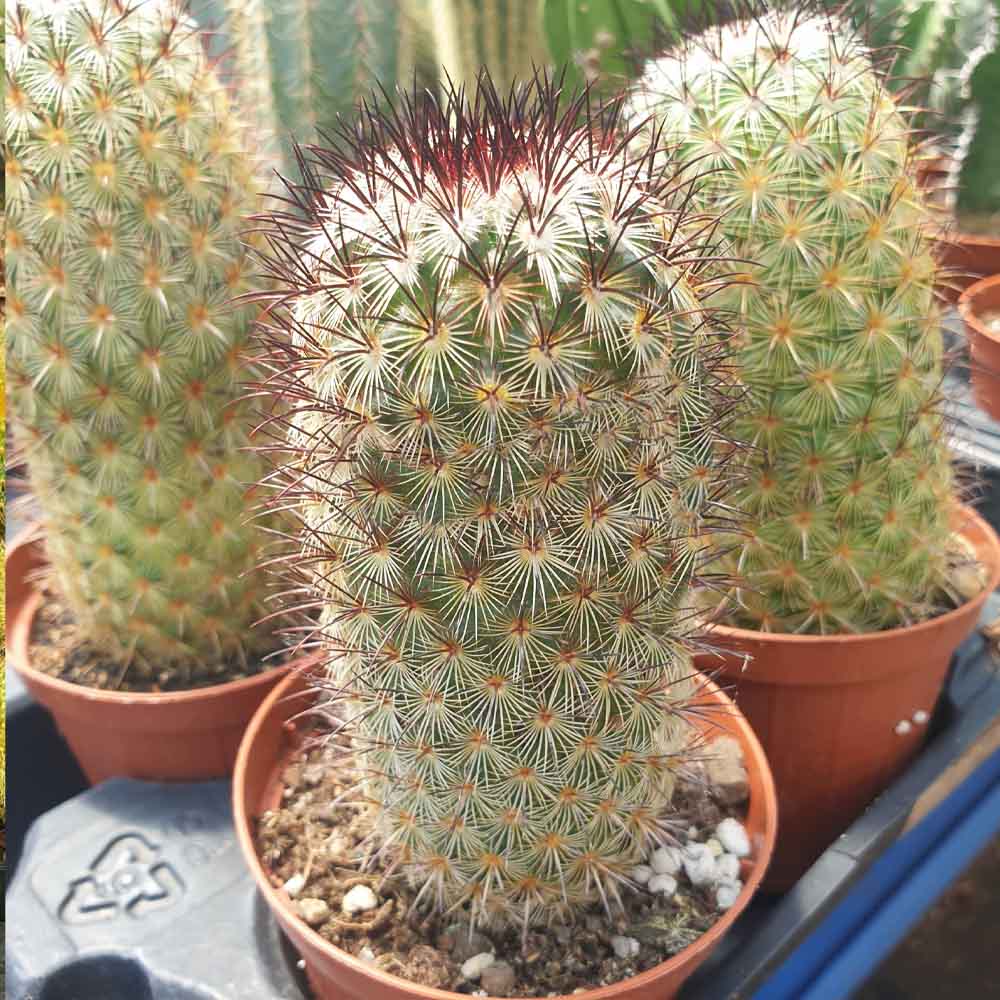 mammillaria microhelia