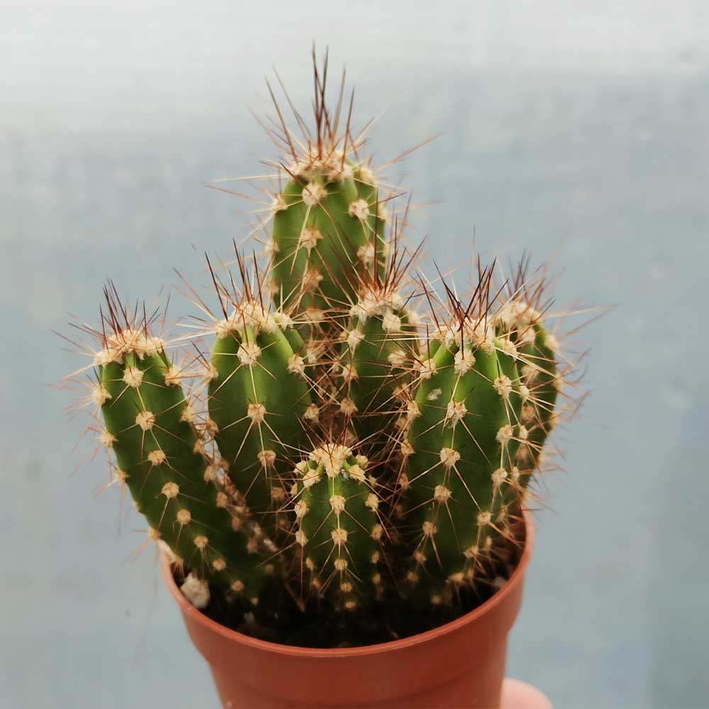 neocardenasia