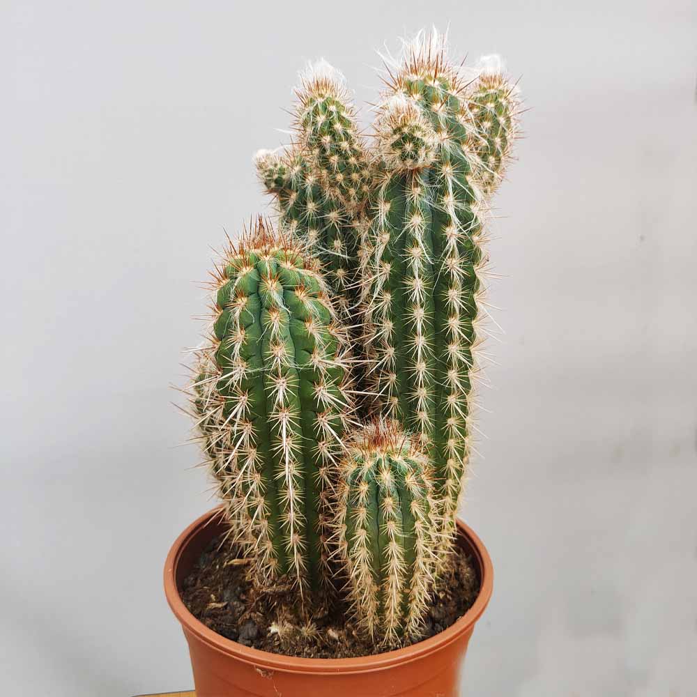 pilosocereus gounellei