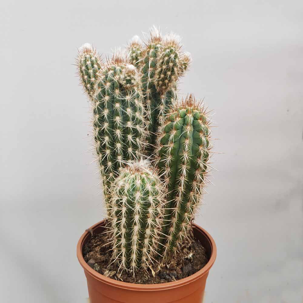 pilosocereus gounellei cactus