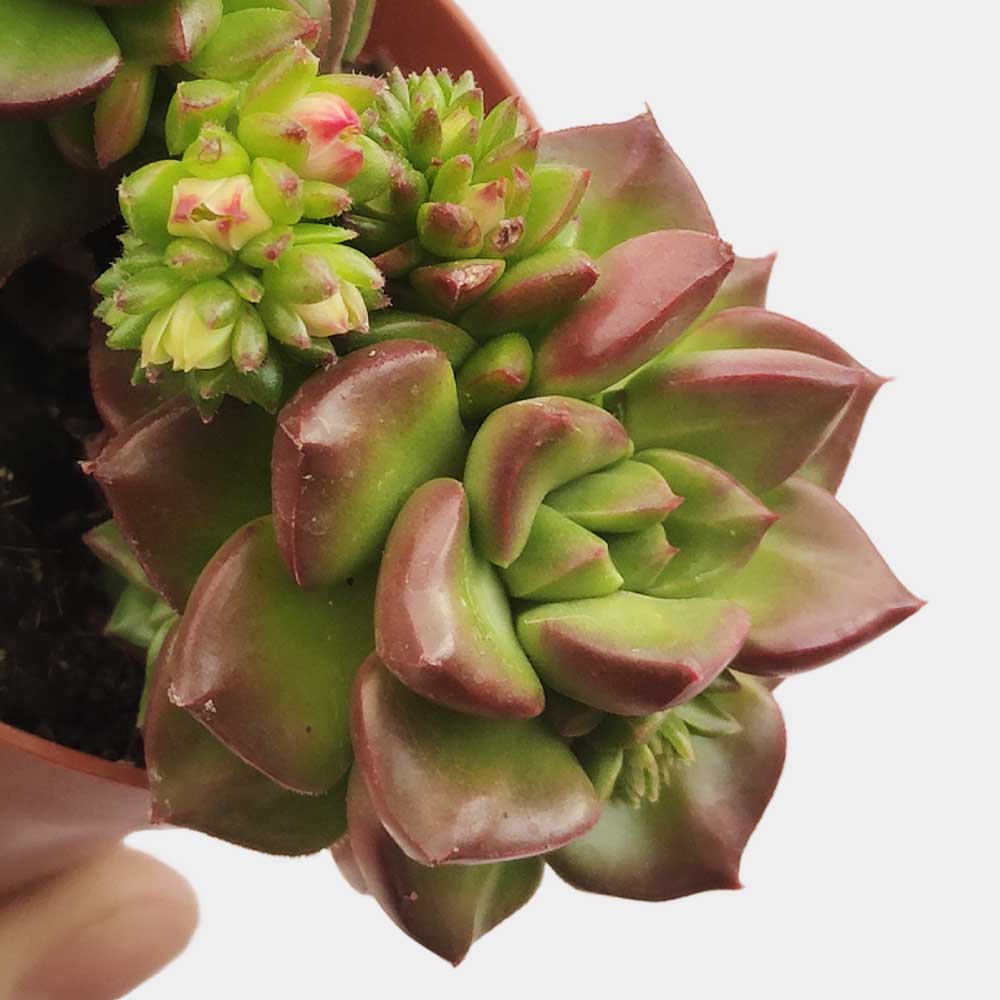 sedeveria letizia fiore