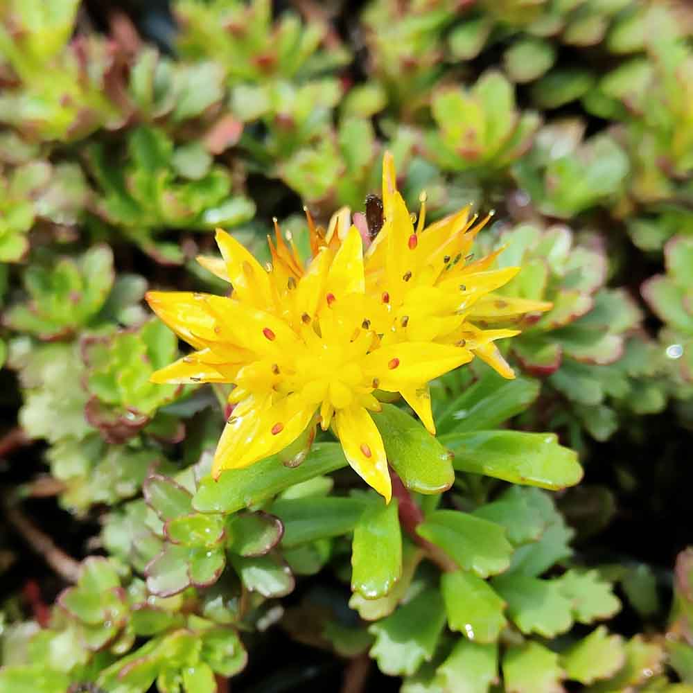 sedum floriferum fiore