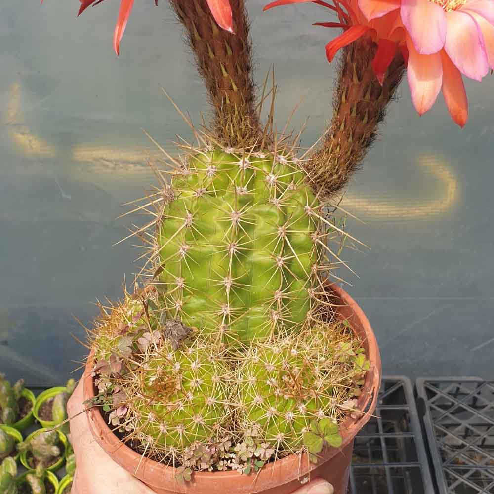 trichocereus arancio rosso pianta