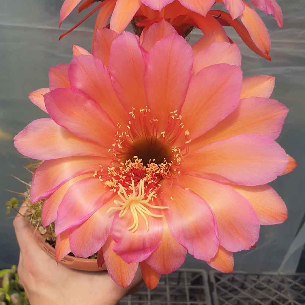 trichocereus arancio rosso