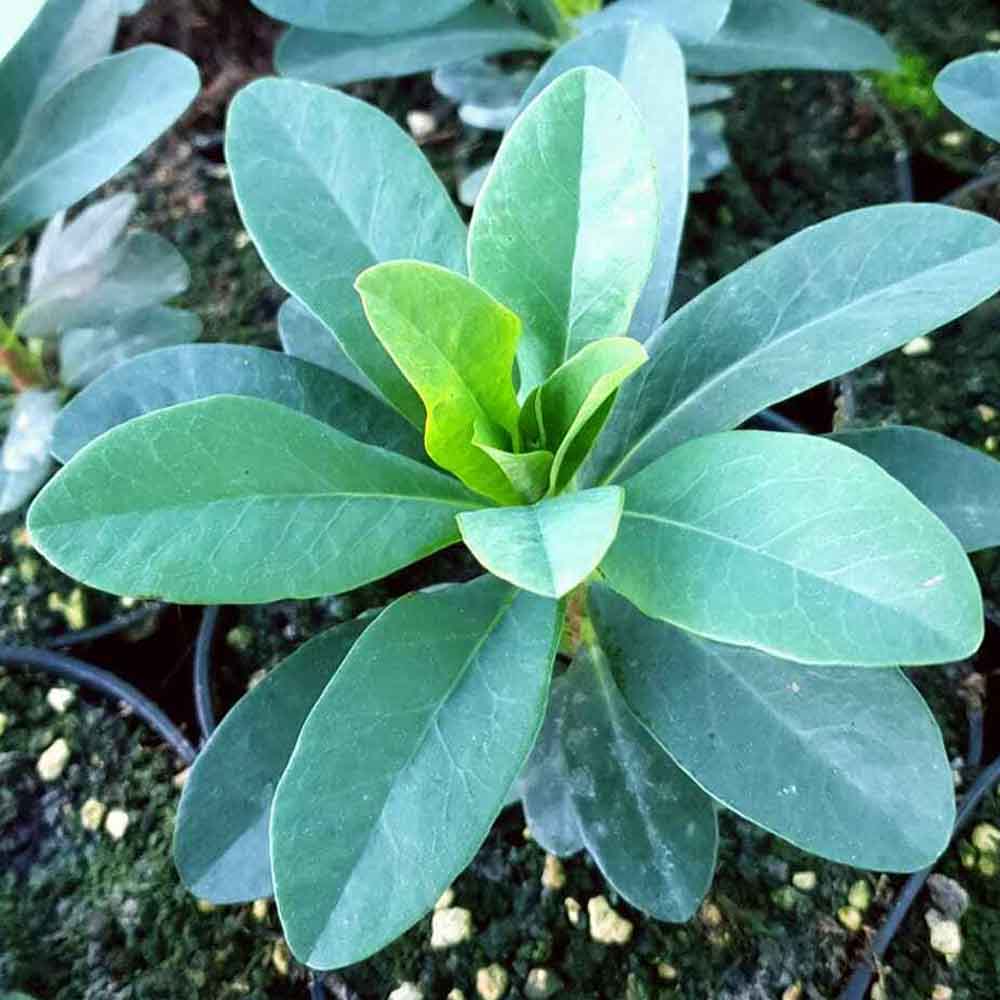 Euphorbia amygdaloides v. robbiae