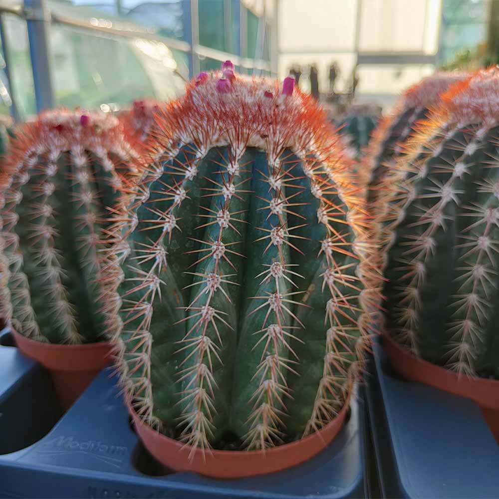 Melocactus broadwayi cactus