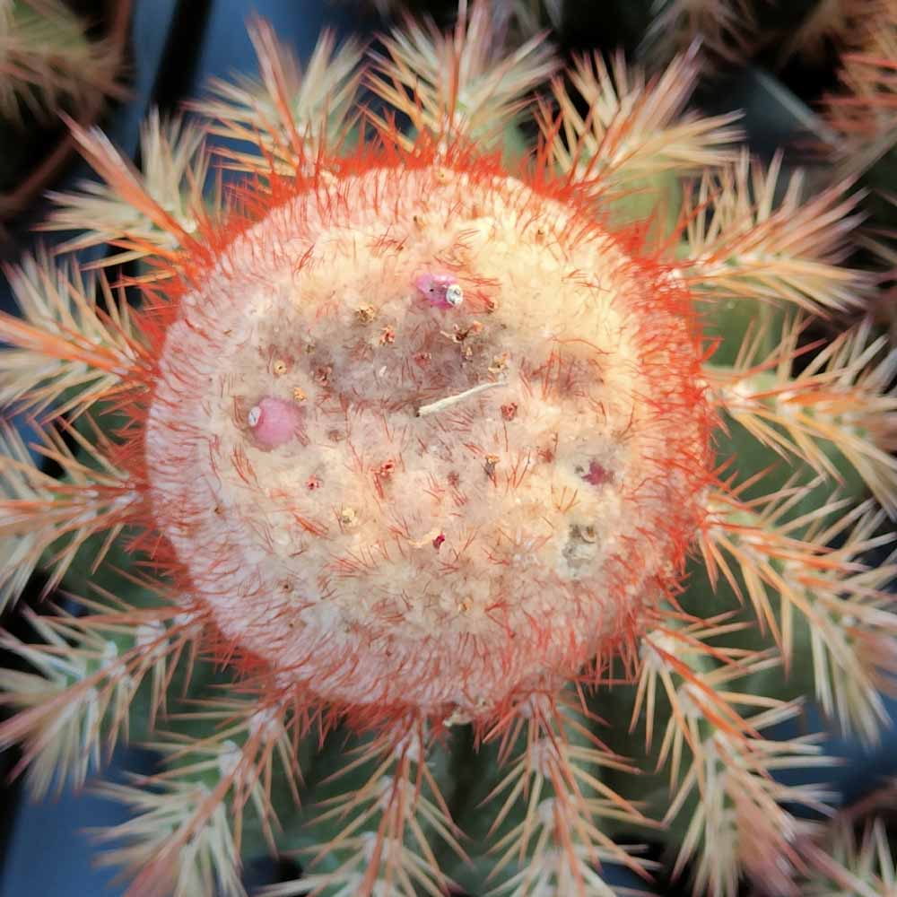 Melocactus broadwayi cefalio