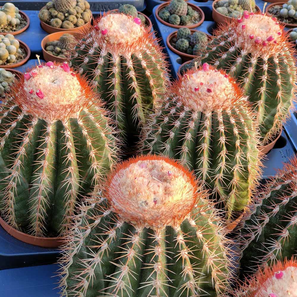 Melocactus broadwayi pianta grassa