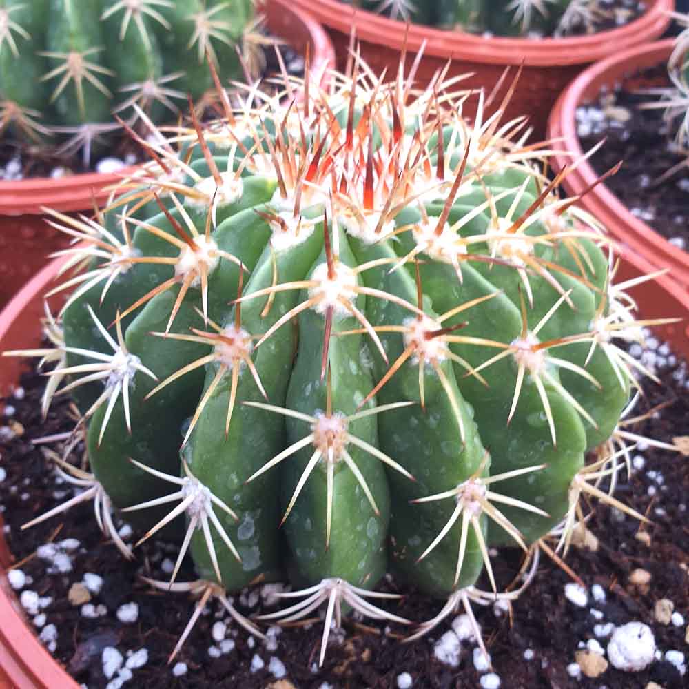 Melocactus loboguerreroi