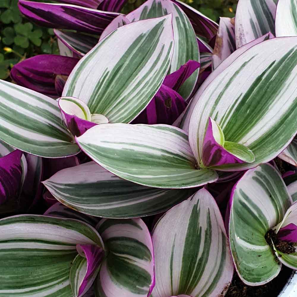 Tradescantia “Nanouk”