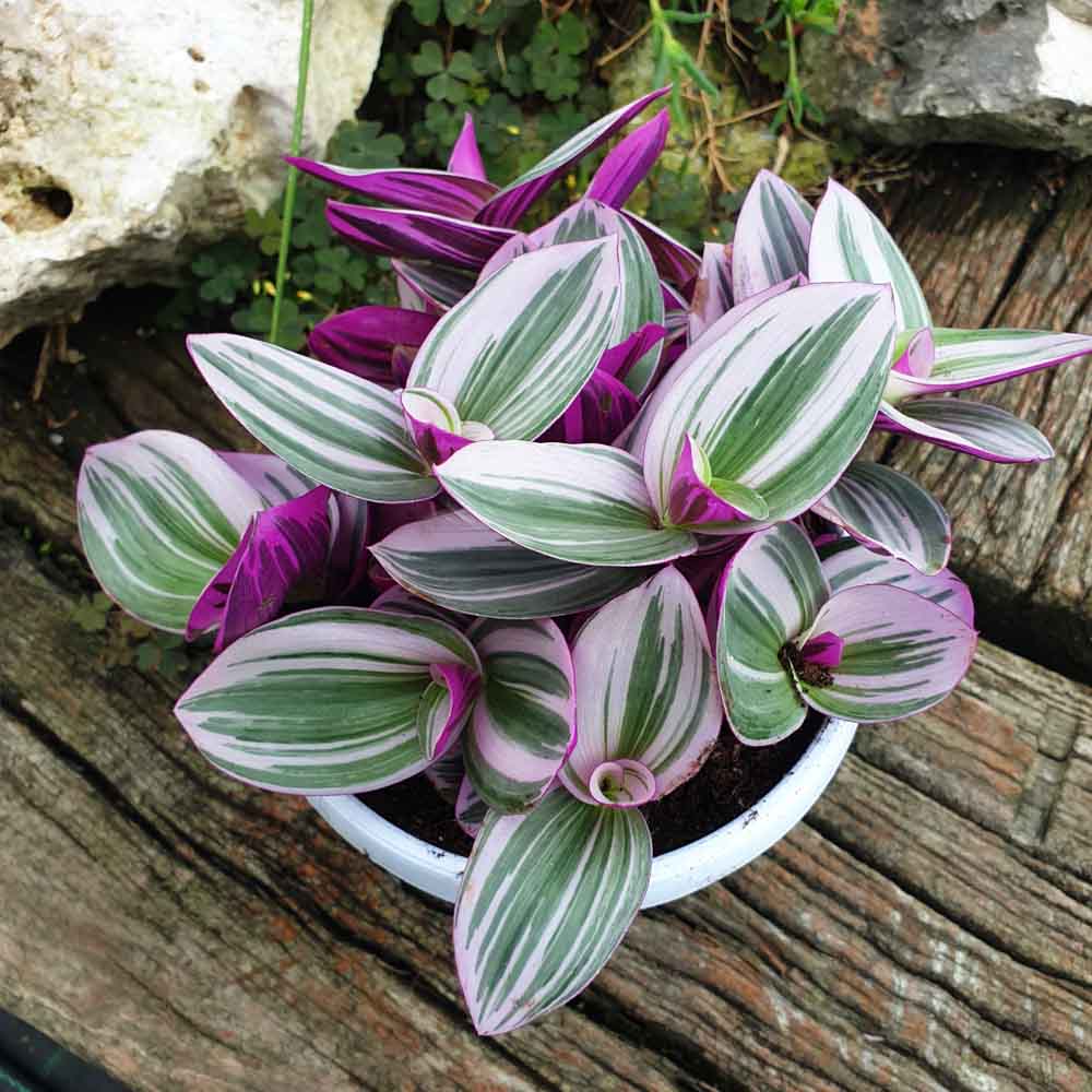 Tradescantia “Nanouk” pianta