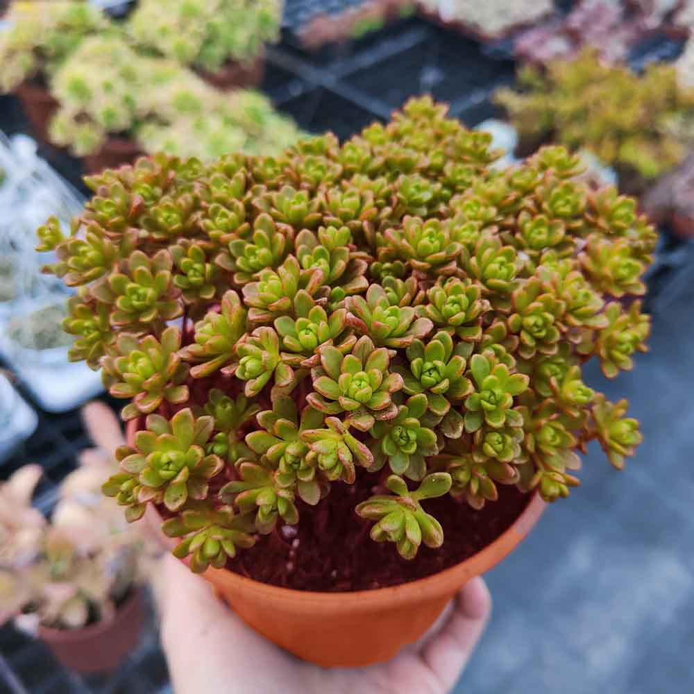 aeonium sedifolium pianta