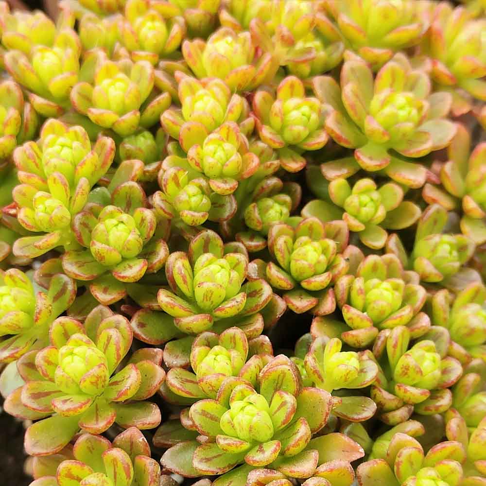 aeonium sedifolium