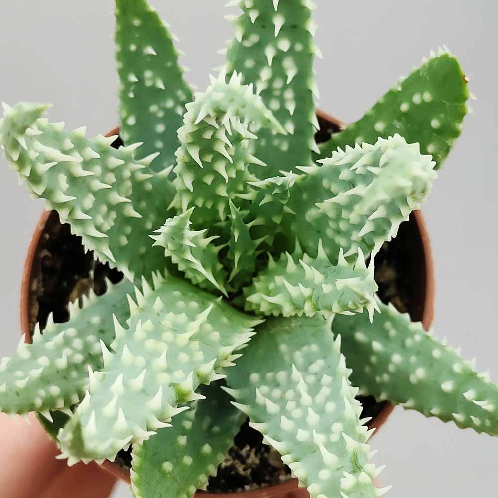 aloe humilis