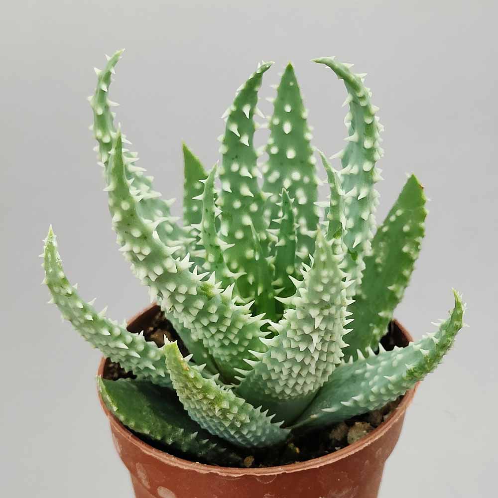 aloe humilis pianta