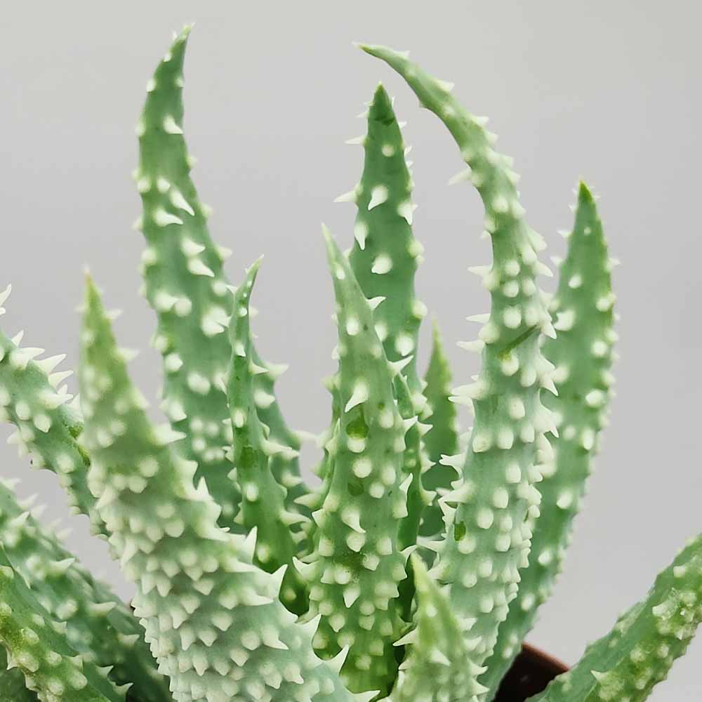 aloe humilis pianta succulente