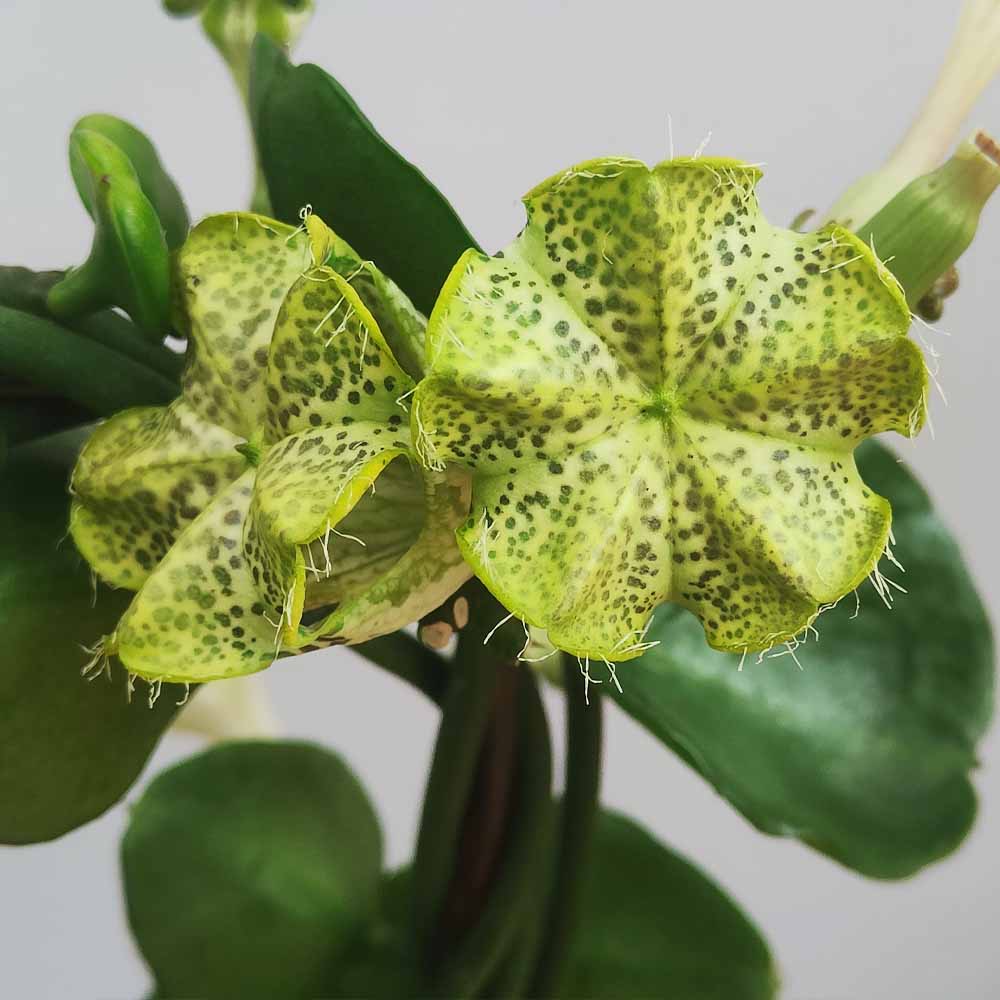 ceropegia sandersonii fioritura