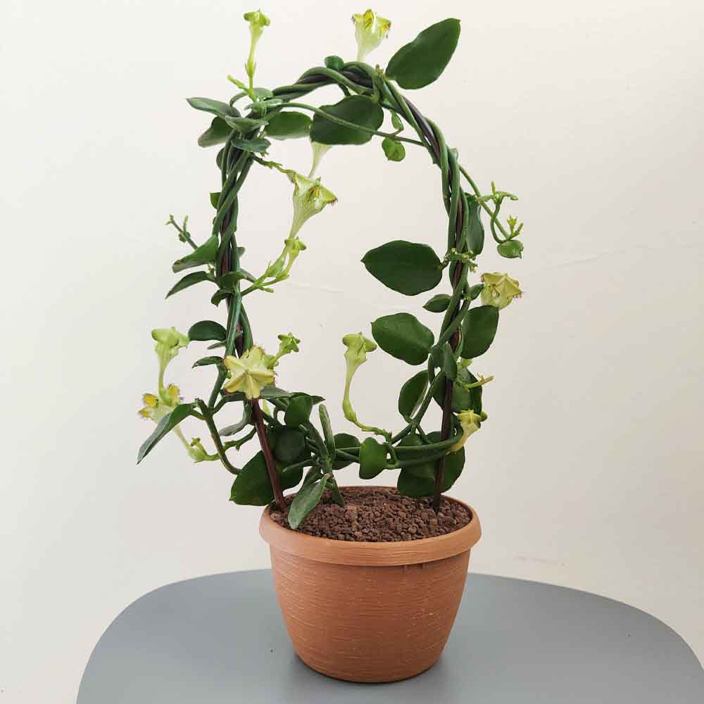 ceropegia sandersonii pianta
