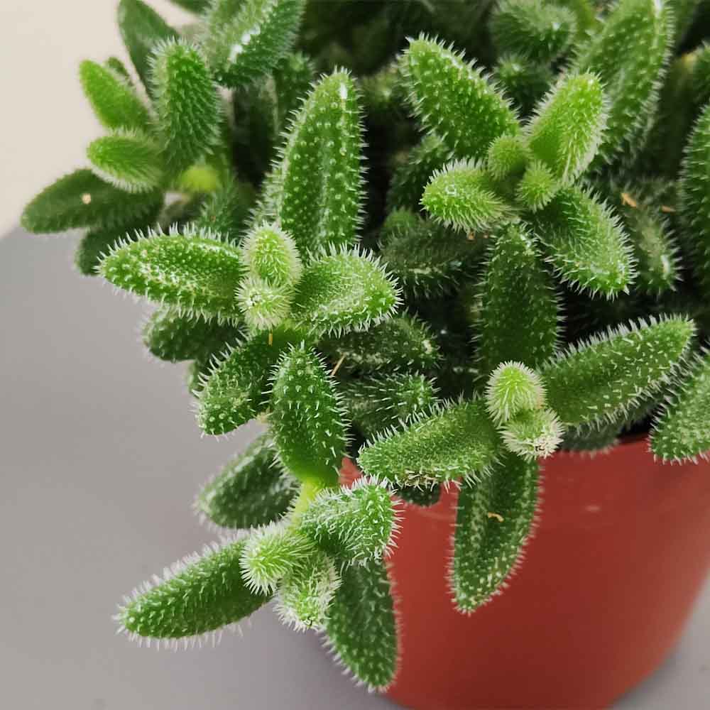 delosperma echinatum pianta