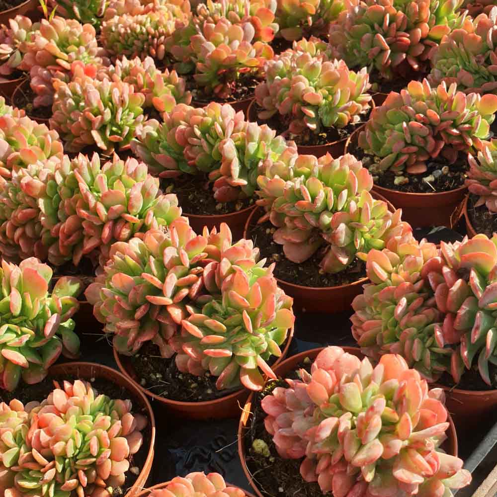 echeveria briar rose crestata pianta grassa