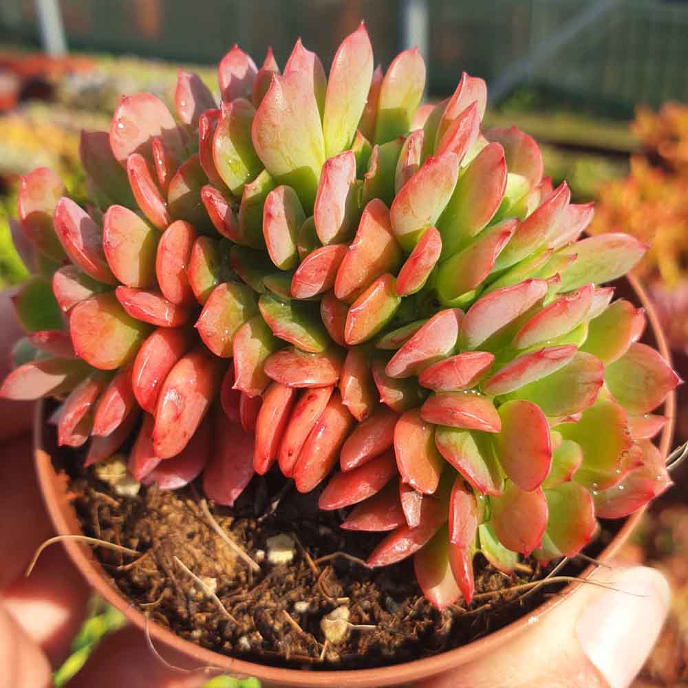 echeveria briar rose crestata