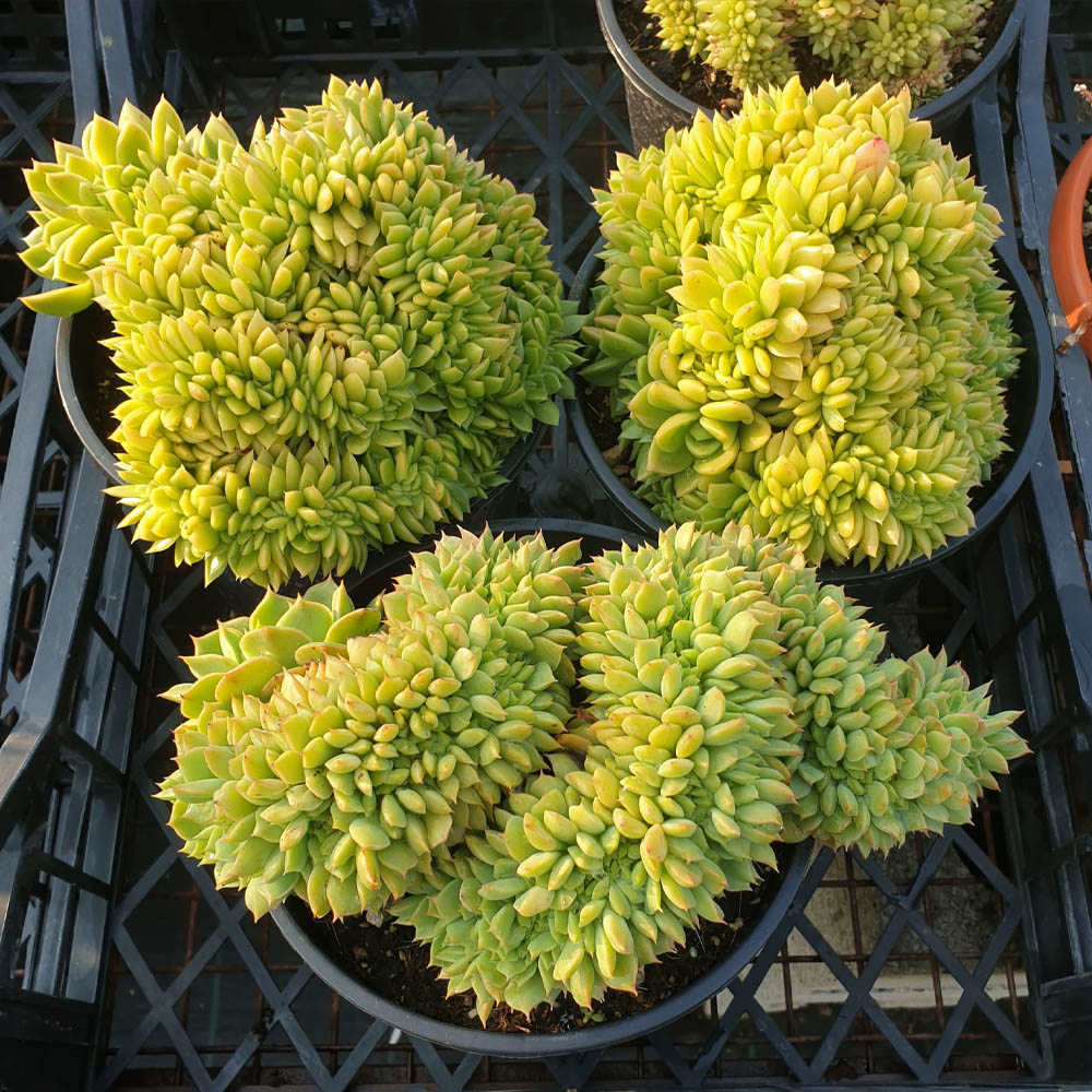 echeveria ramillette crestata pianta