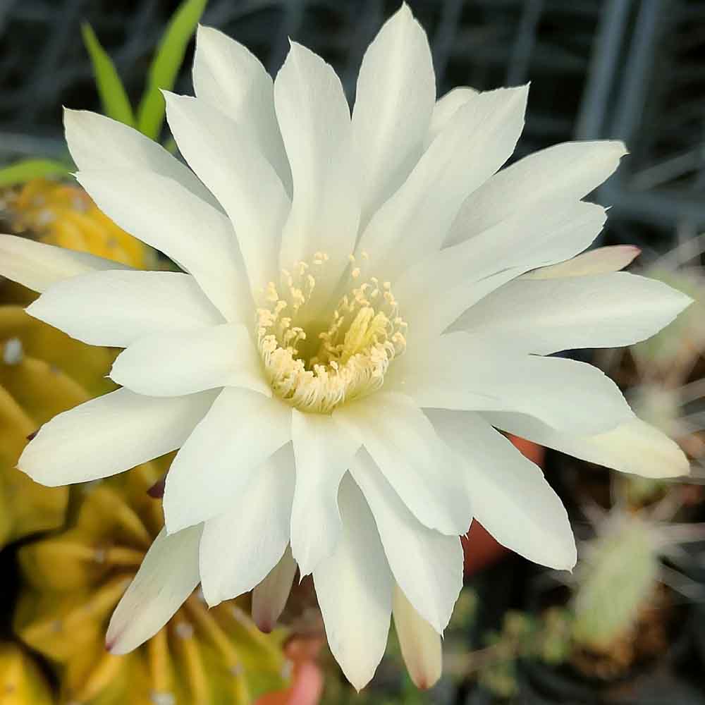 echinopsis subdenudata fiore