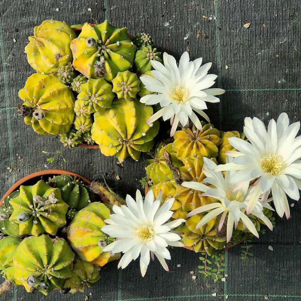 echinopsis subdenudata