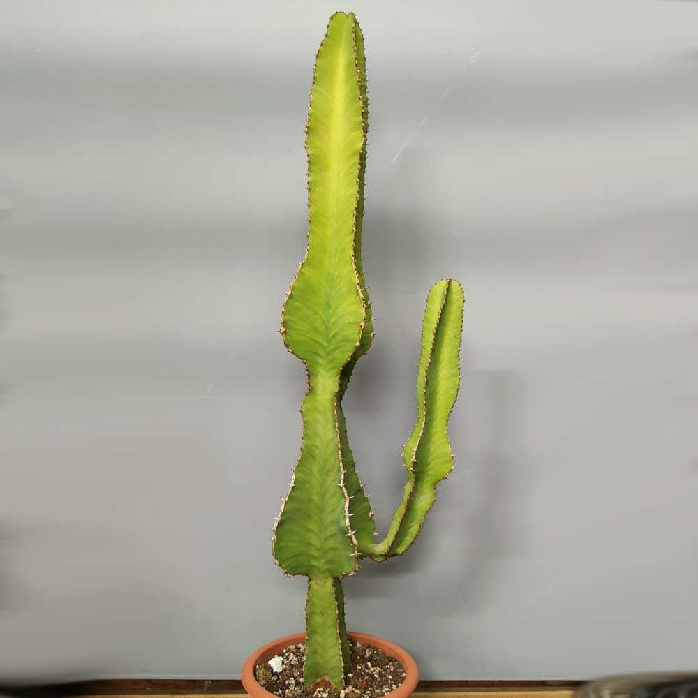 euphorbia grandicornis cactus