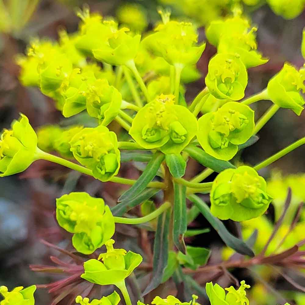 euphorbia robbiae fiore