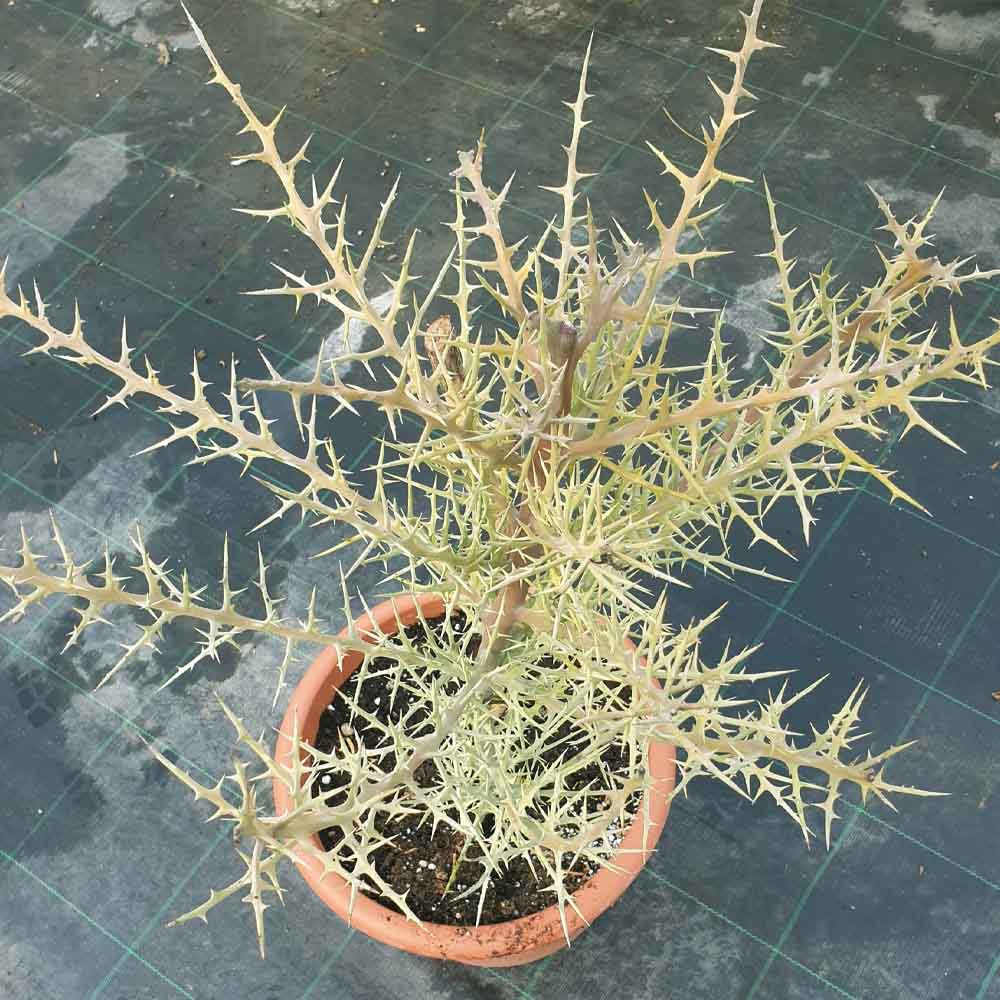 euphorbia stenoclada pianta