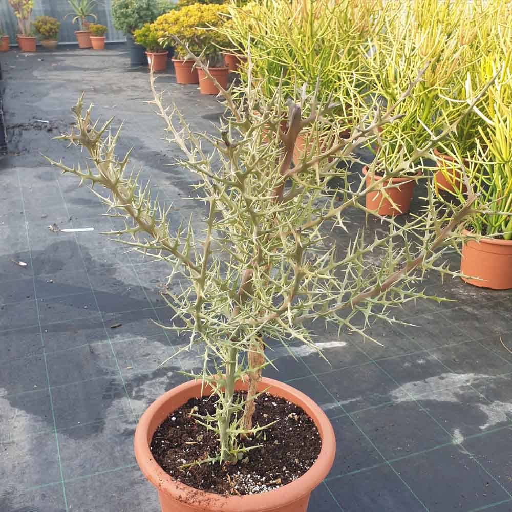 euphorbia stenoclada