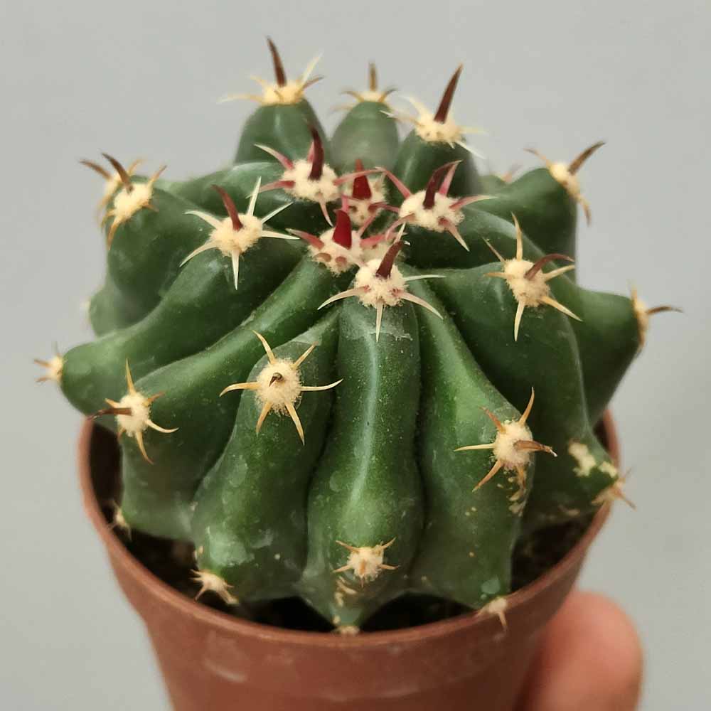 ferocactus brevispinus baby