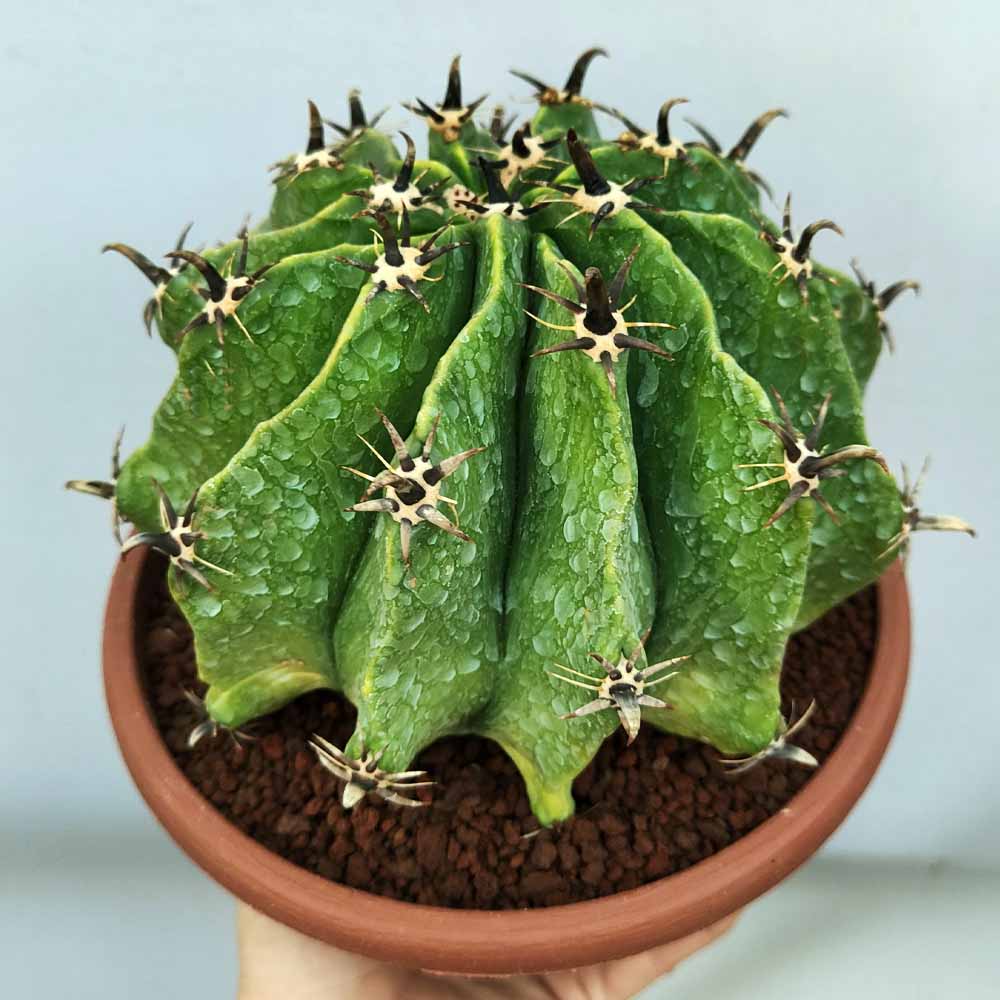 ferocactus horridus brevispinus