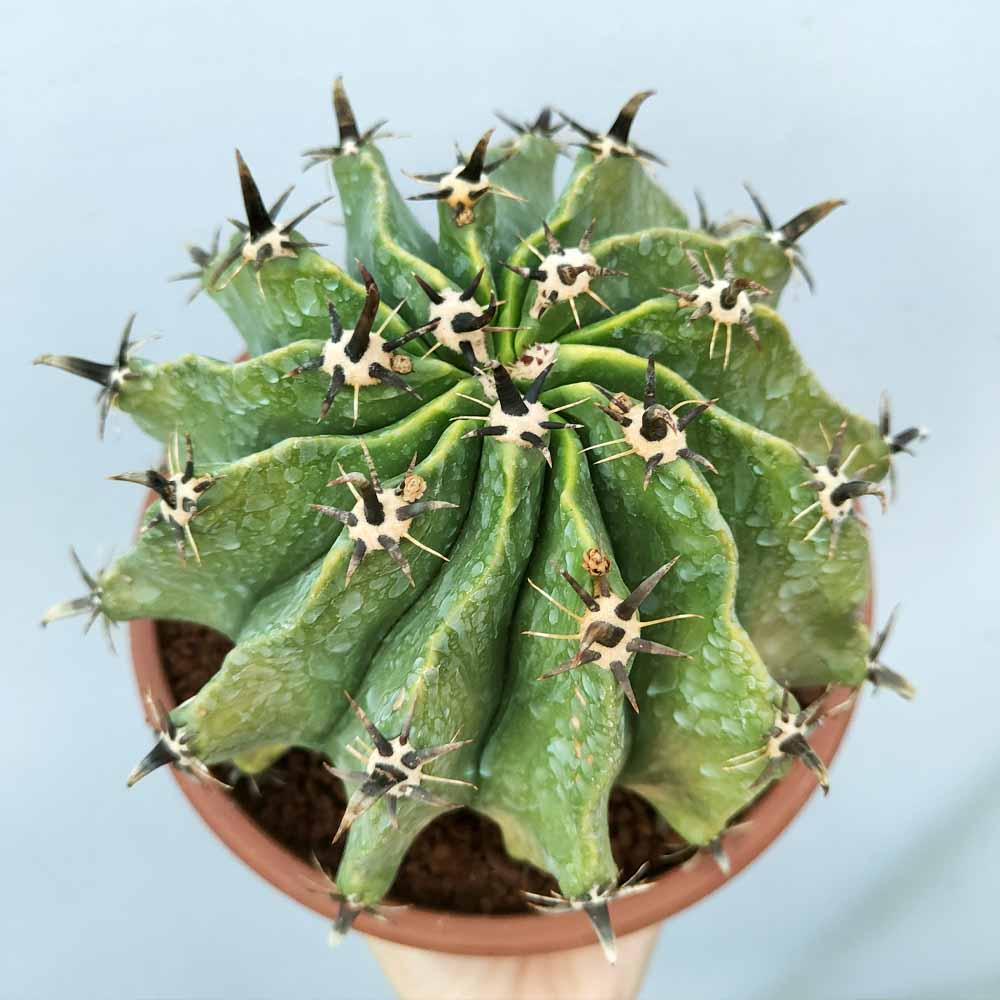 ferocactus horridus brevispinus pianta