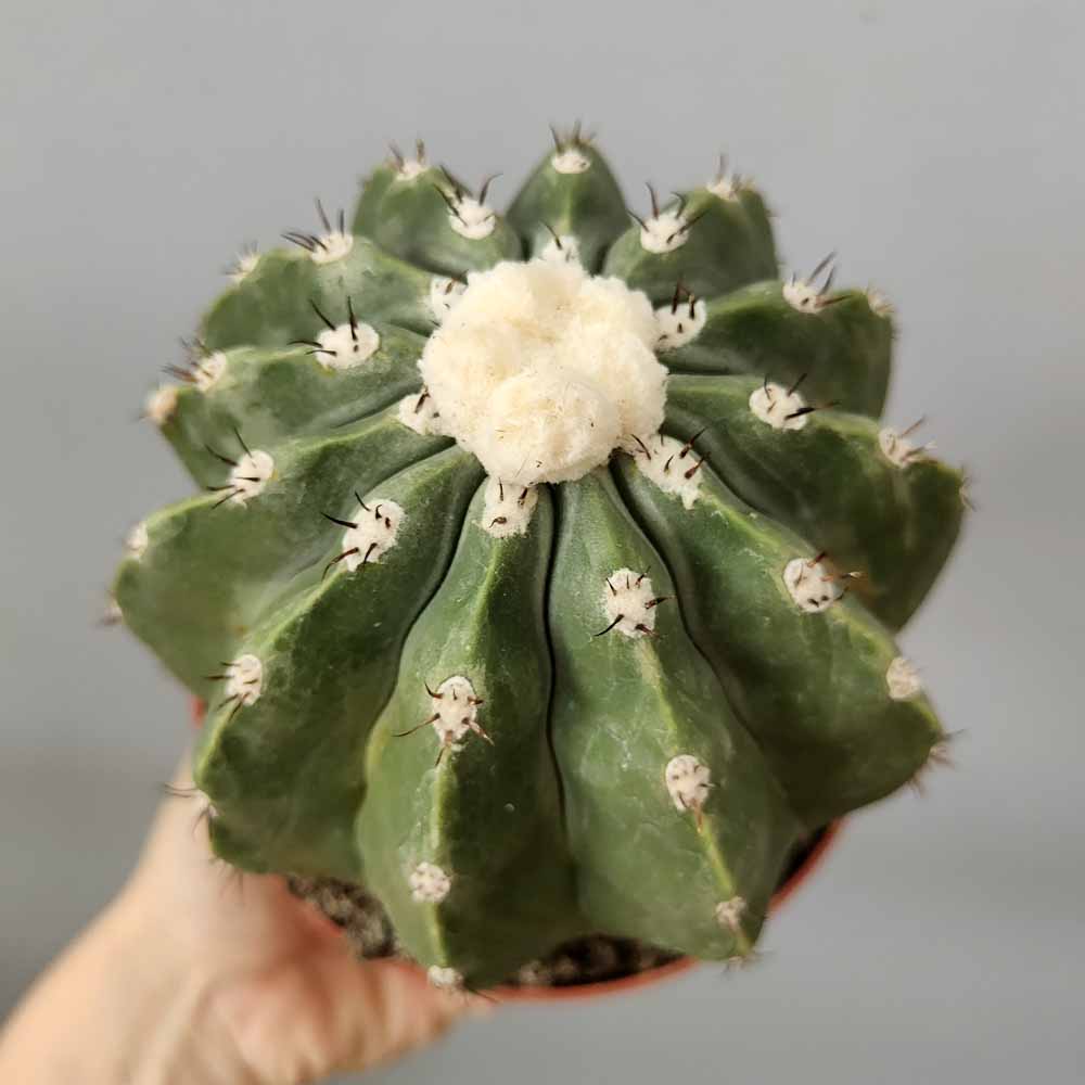 melocactus inermis