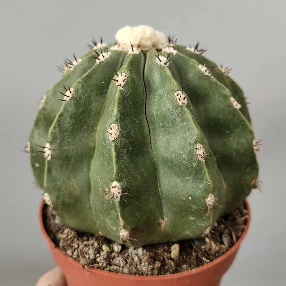 melocactus inermis cactus
