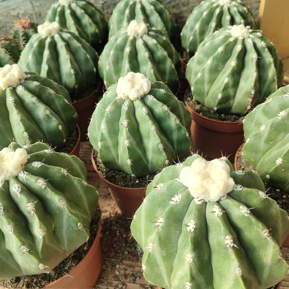 melocactus inermis pianta