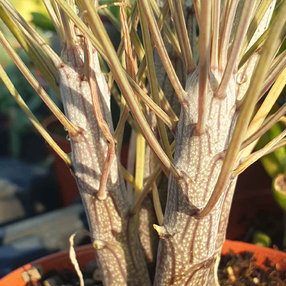 senecio kleinia pianta grassa