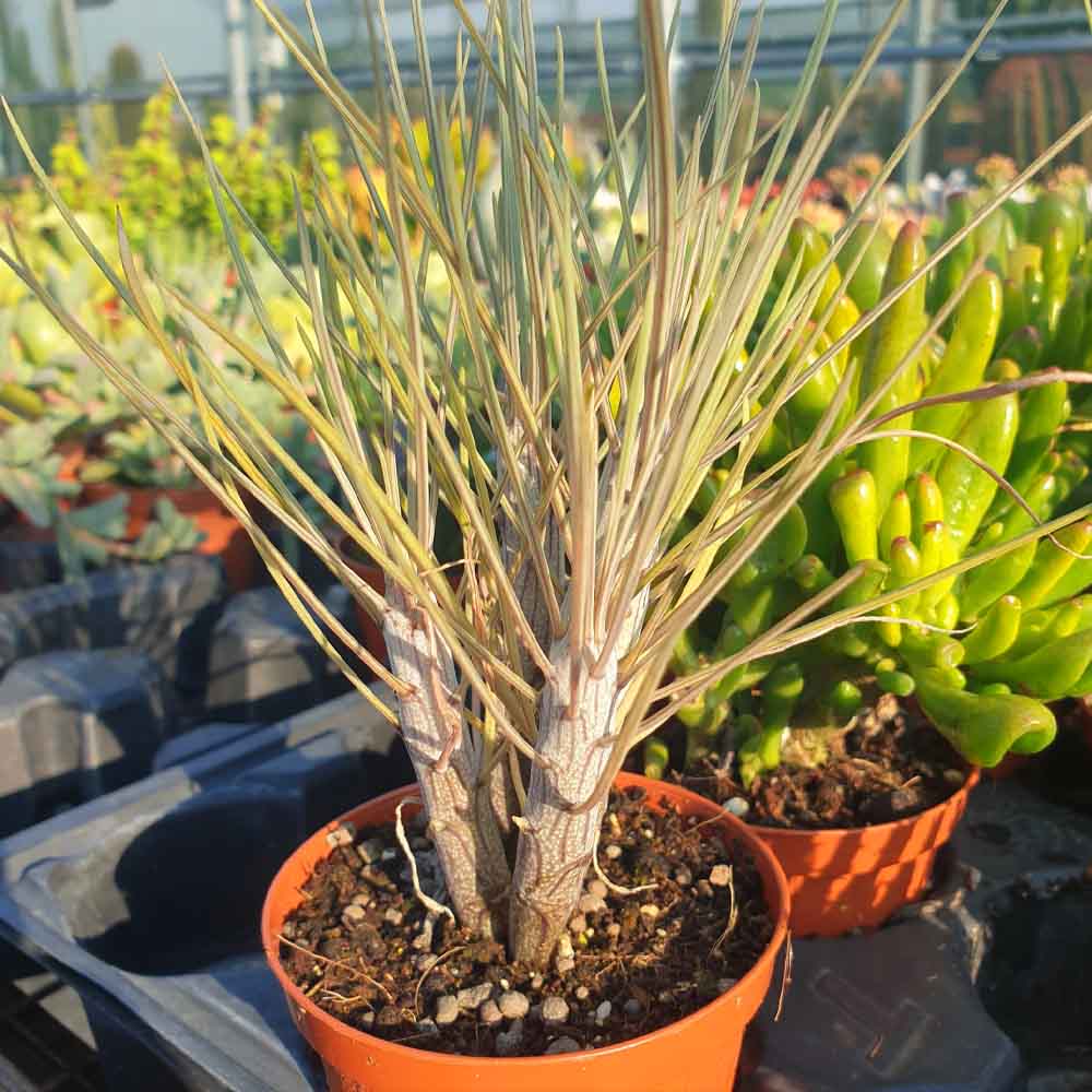 senecio kleinia