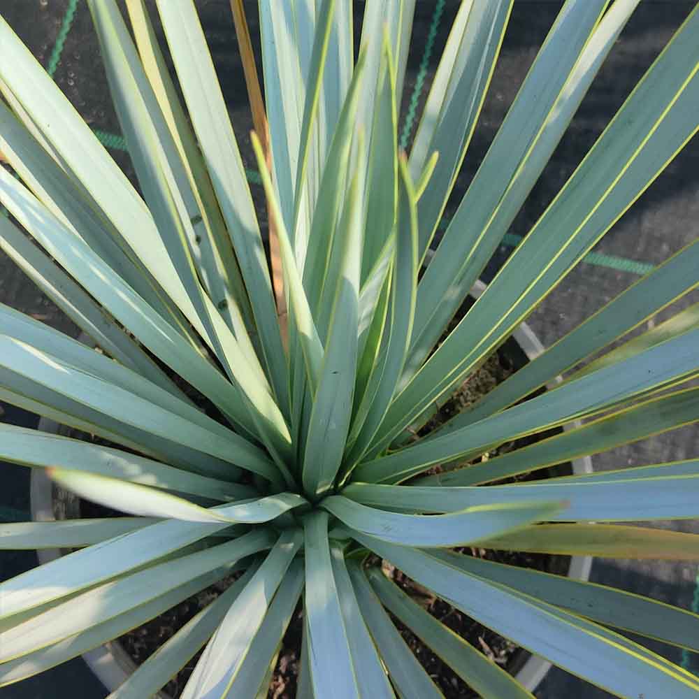 yucca rostrata pianta