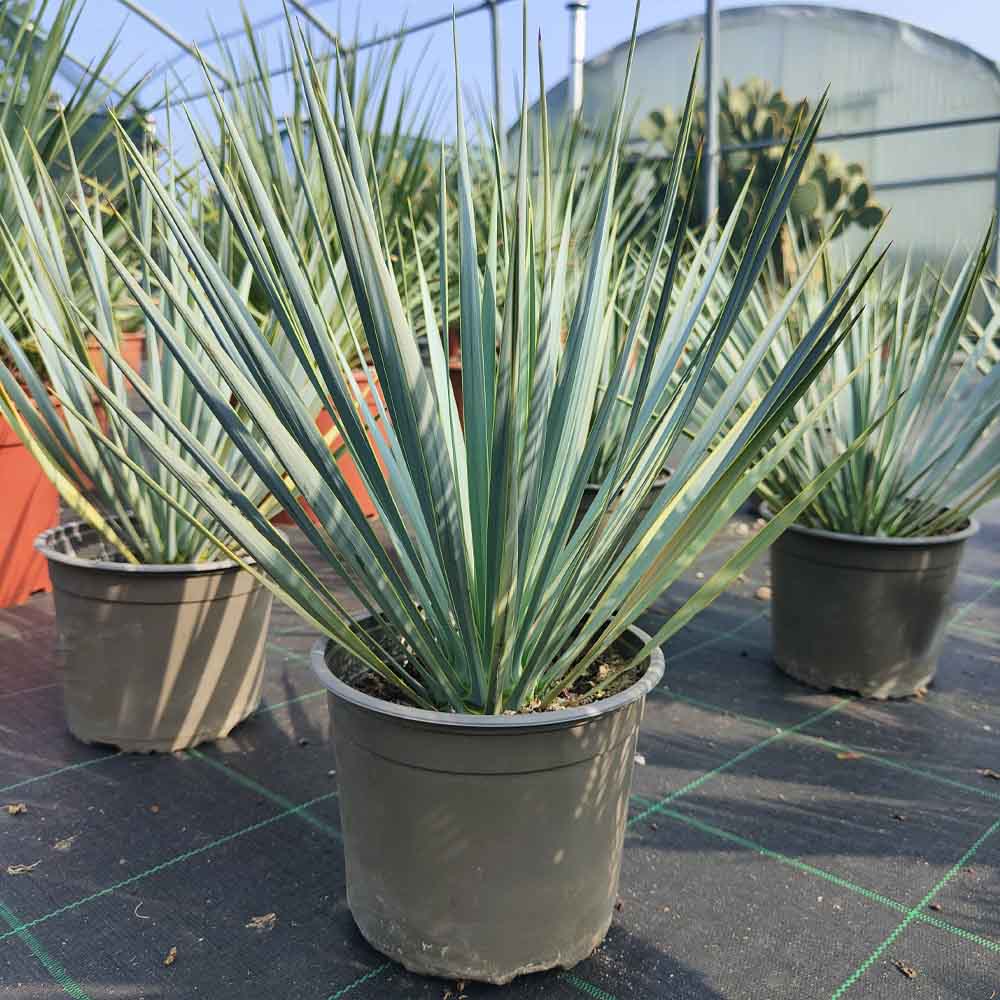 yucca rostrata