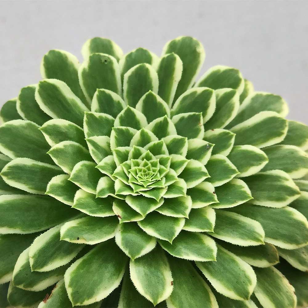Aeonium emerald ice